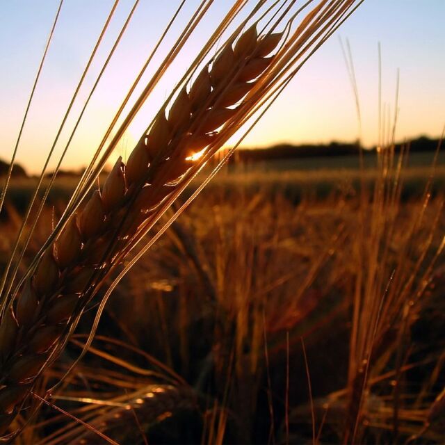 НАСА: Русия е ожънала пшеница в окупираните украински територии в за близо 1 млрд. долара