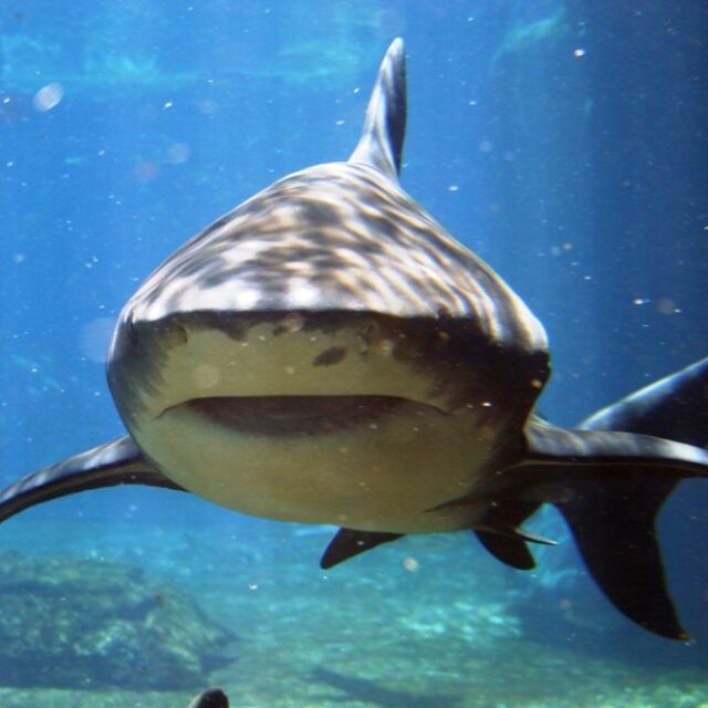 Неочаквана среща: Плувци преминаха опасно близо до акули