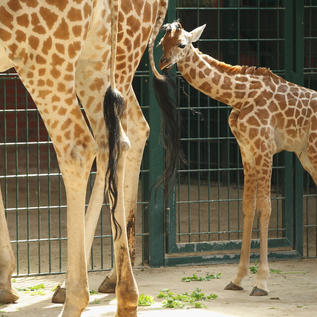 Жираф уби малко дете в ловен парк в Южна Африка