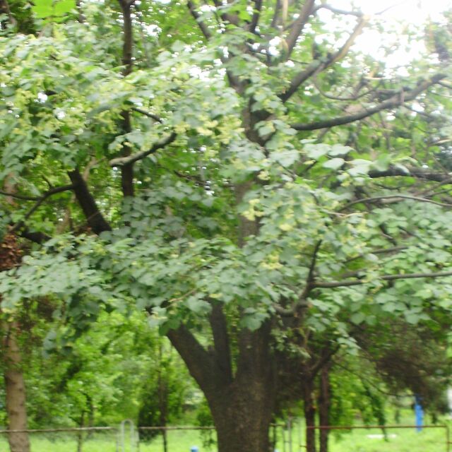  „ Зелени системи “ в София следи 600 000 дървета: Колко от тях са рискови? 