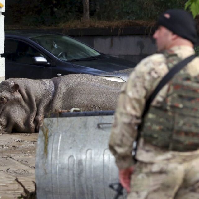 Разрушения и диви животни из Тбилиси след наводнението (СНИМКИ)