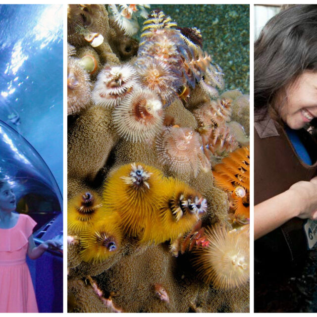 Най-забележителните аквариуми по света