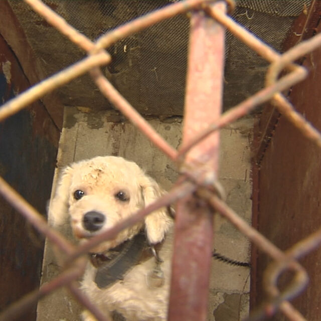 Природозащитници искат ефективна присъда за собственика на „кучешкия концлагер” край Варна