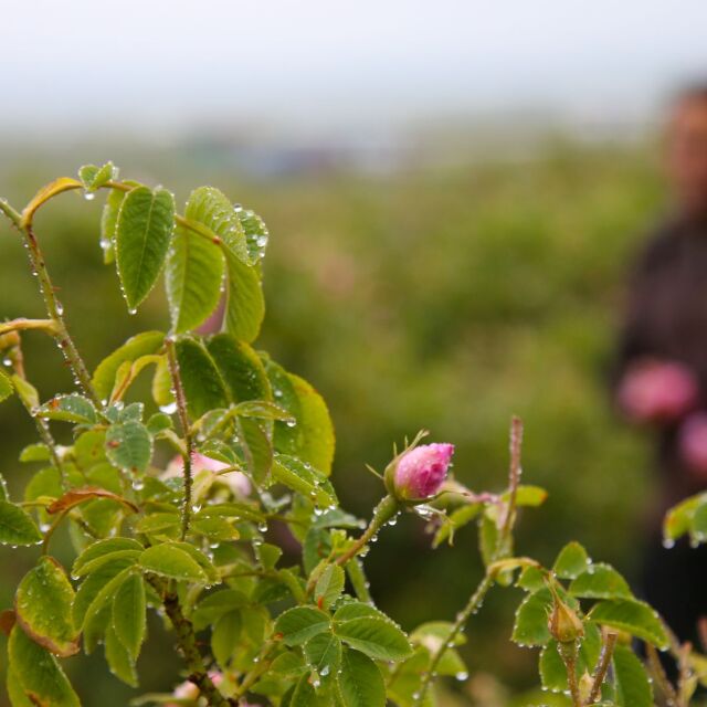 Празник на розата в Казанлък: Какви са проблемите на розопроизводителите?