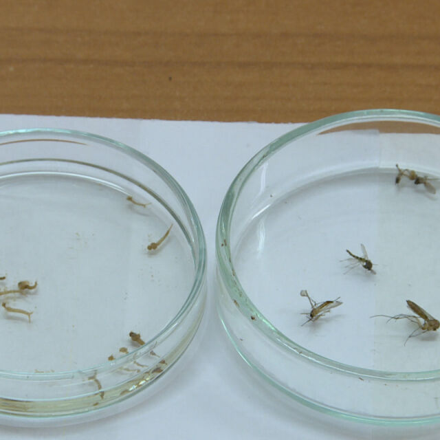 Обществена поръчка предвижда 1 млн. лв за броене на комарите по Дунава