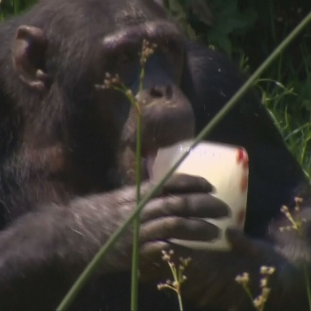Борба с горещините: Шимпанзета се разхладиха с ледени близалки