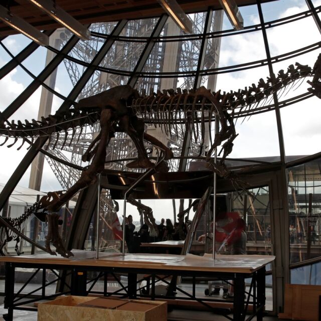 В Париж продадоха скелет на динозавър за 2 млн. евро