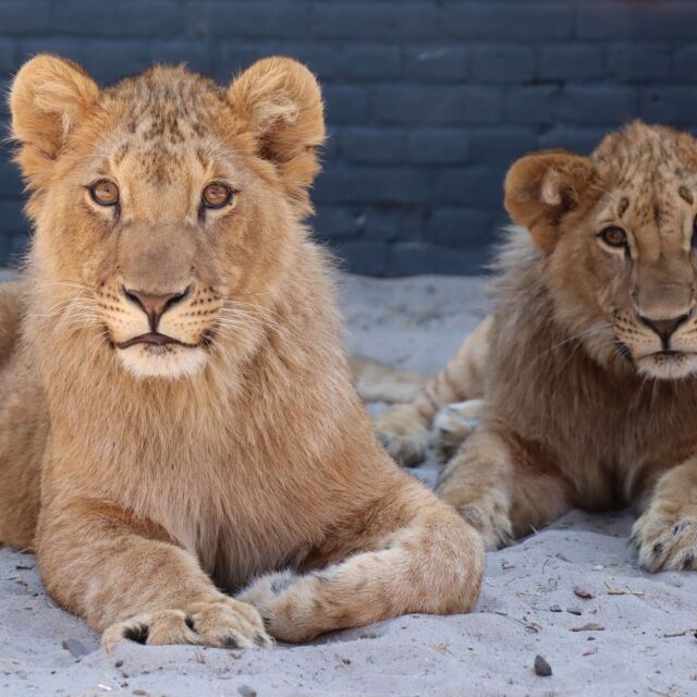 Терез, Масуд и Асен днес са истински лъвове (СНИМКИ)