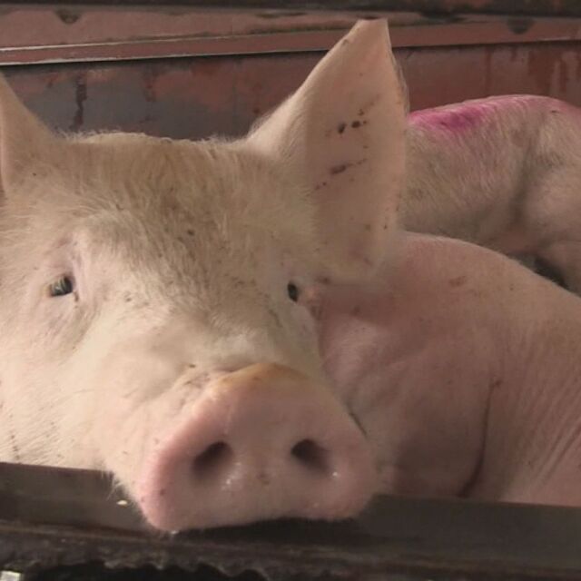 Очакват се резултатите за чума по свинете във Видинско