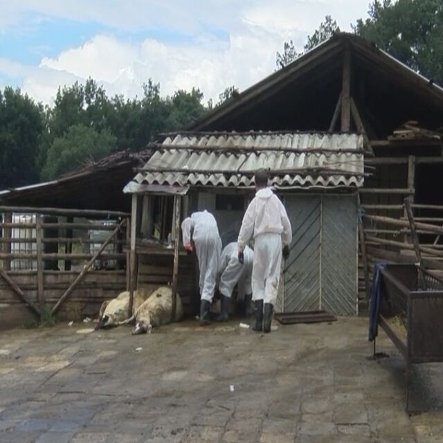 Огнище на чума по домашните животни в село Кости