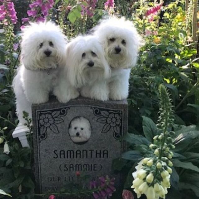 Клонираните кучета на Барбара Стрейзънд посетиха гроба на майка си