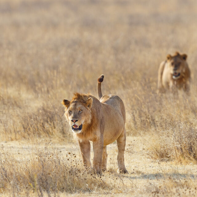 Стадо лъвове избяга от резерват в ЮАР