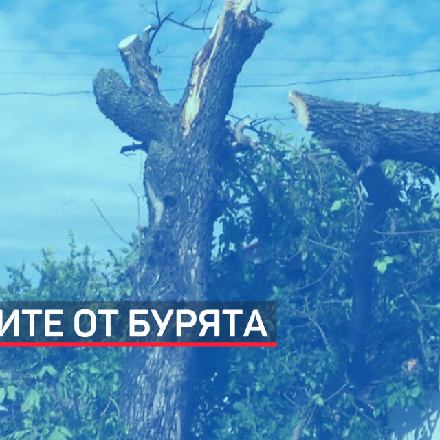 Съборени дървета и унищожена реколта след бурята в Новозагороско