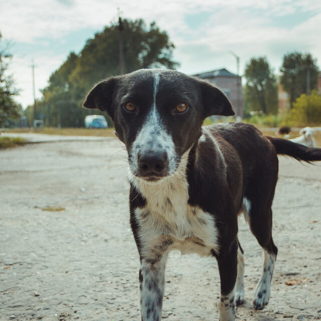 Тъжните обитатели на Чернобил - изоставените кучета