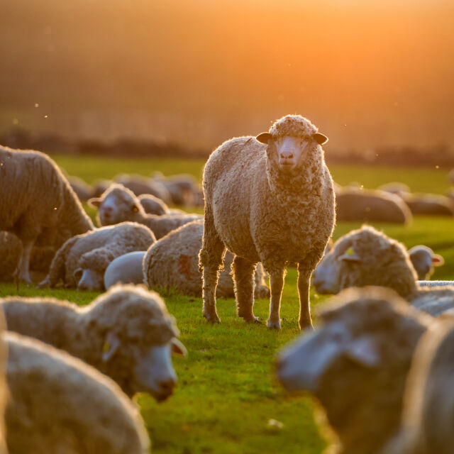 Първата жена овчар в Полша може да стриже овце и да приготвя специално опушено овче сирене