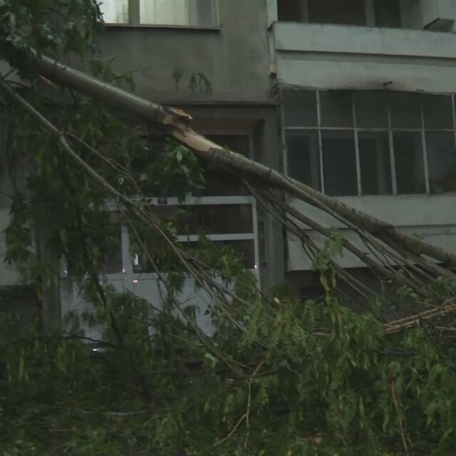 Съборени дървета в Пловдив след проливен дъжд