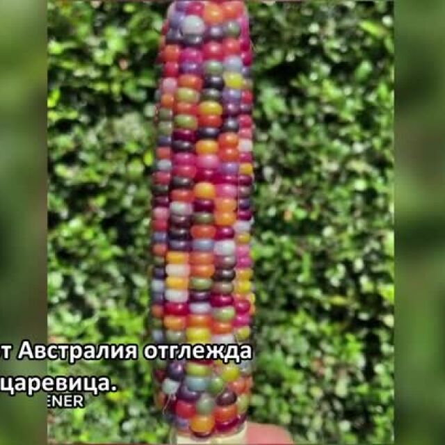 Био царевица с разноцветни зърна стана хит в Инстаграм (ВИДЕО)