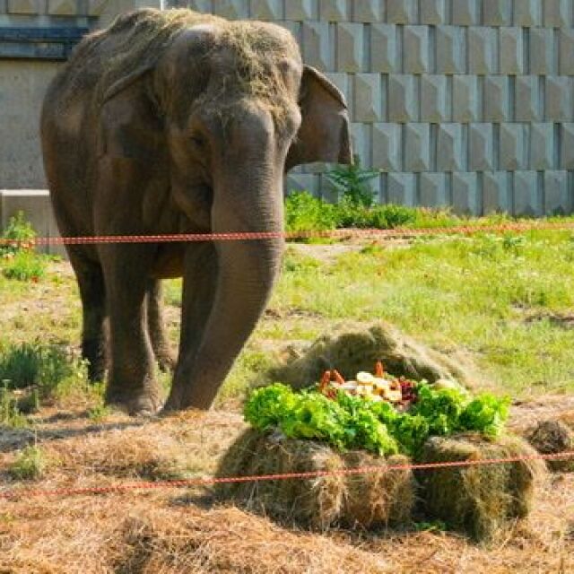 Рожден ден в столичния зоопарк: Слоницата Артайда стана на 58 г.