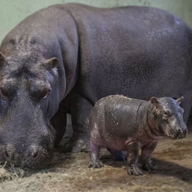 Вижте първите стъпки на бебе хипопотам (ВИДЕО)