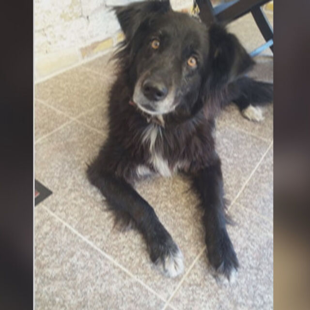 Куче с късмет: Любимецът на дует "Ритон" изчезна в Банкя, откриха го в Созопол
