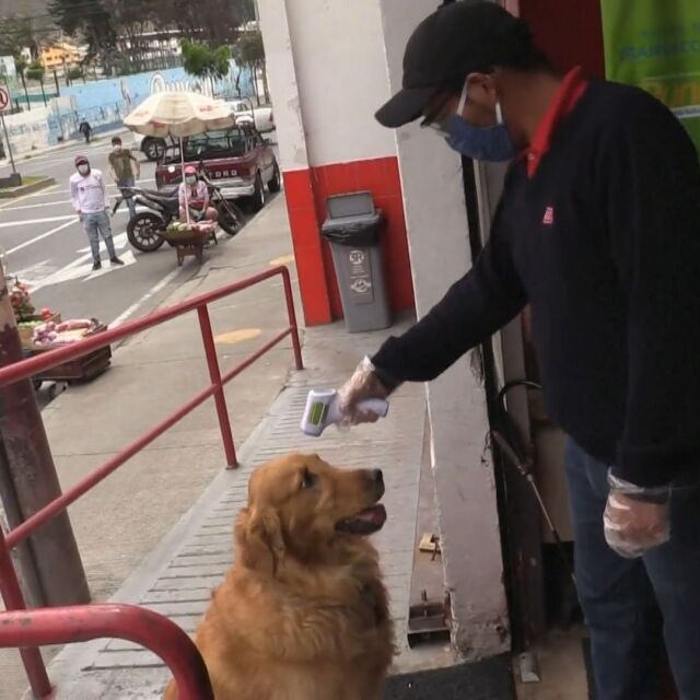 Заради пандемията: Куче пазарува за стопаните си в Еквадор