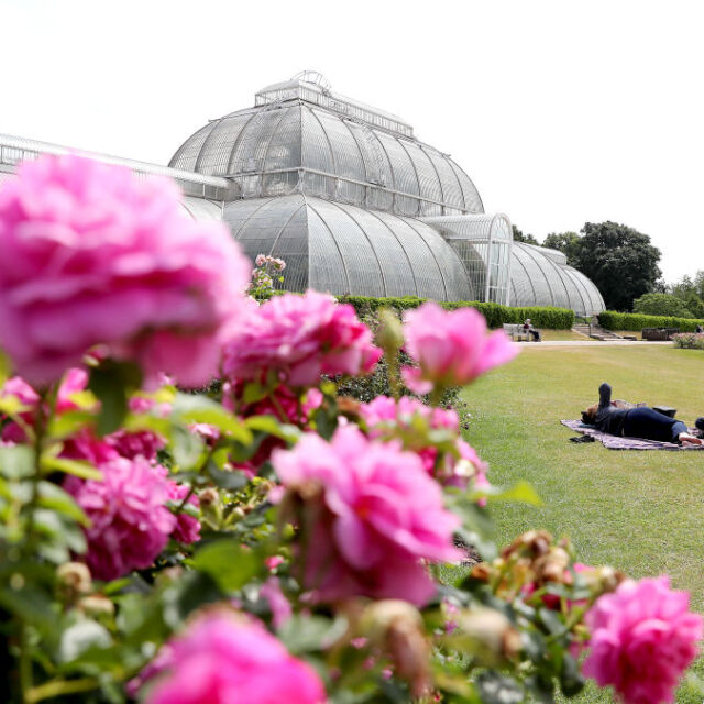 Кралската ботаническа градина в Лондон отново отвори врати (ГАЛЕРИЯ)