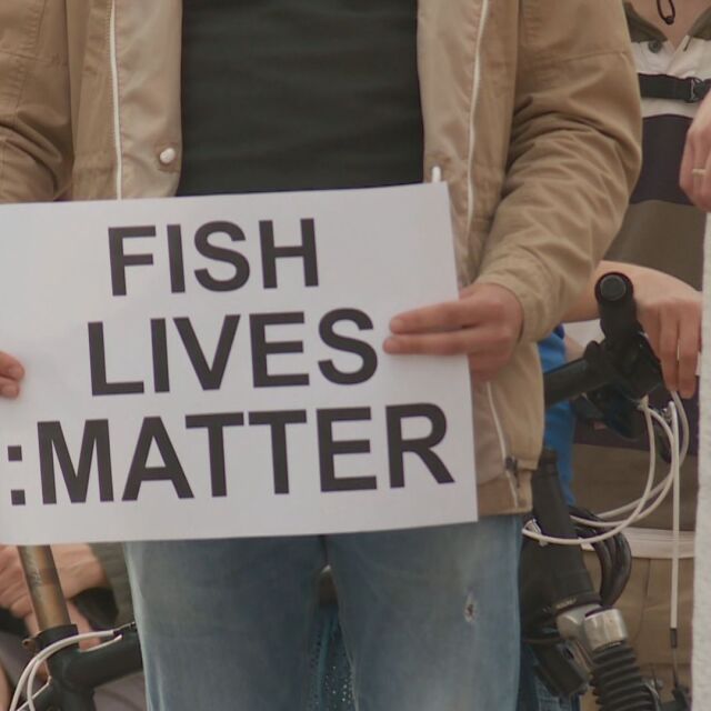 Риболовците на протест заради зачестилите случаи на замърсяване на реки