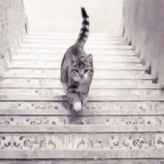 Котката слиза надолу или се качва нагоре – посоката на движение ще покаже каква личност сте