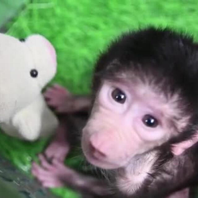 Сладко бебе маймунче, изоставено от майка си - Кики е само на 12 дни (ВИДЕО)
