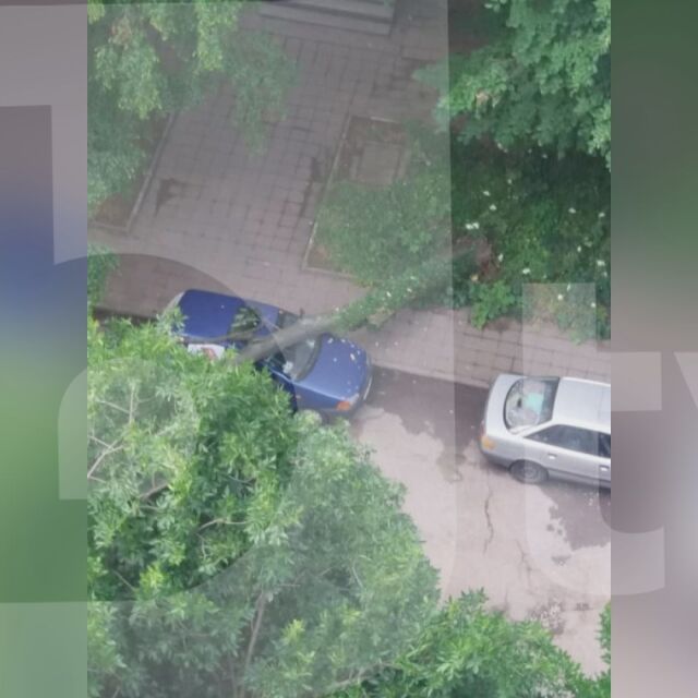 Дърво падна върху кола на улица в Стара Загора