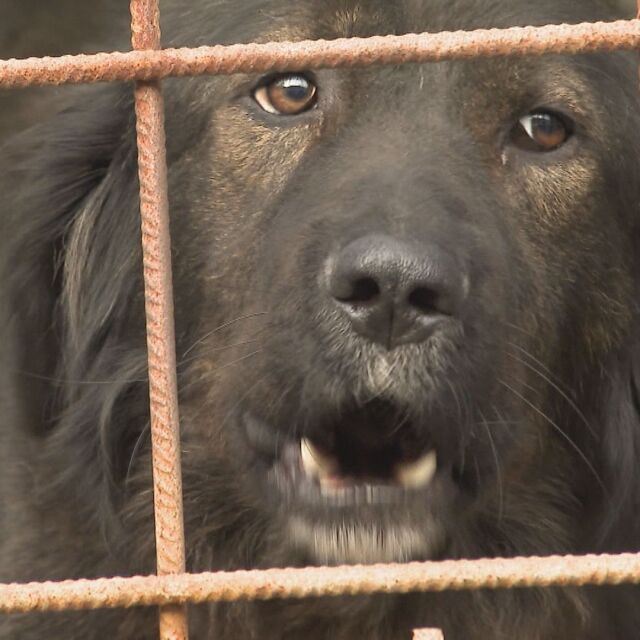 Започна безплатната кастрация на всички домашни и бездомни кучета в Община Перник