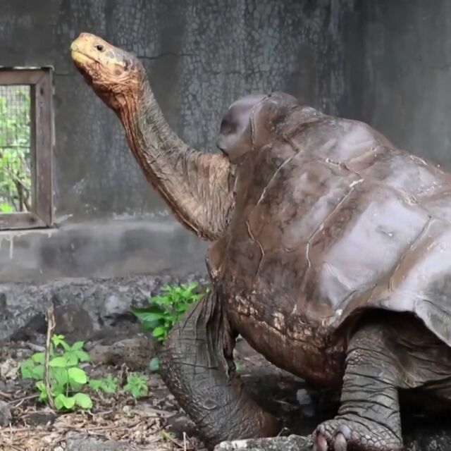 Вижте пътешествието на Диего - 100-годишната костенурка с 800 деца (ВИДЕО)