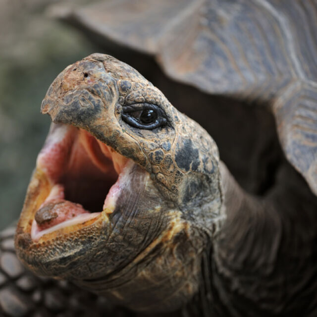 Диего – галапагоската костенурка, която спаси животинския вид, най-накрая се пенсионира (СНИМКИ)