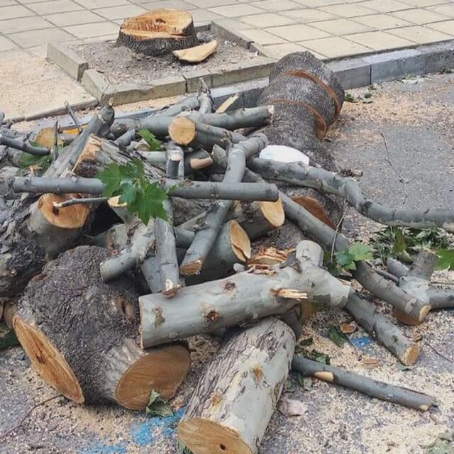 Протест в Сливен срещу изсичането на дървета в центъра