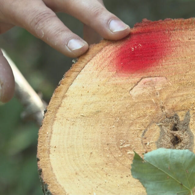 Скандална сеч – берачи на липов цвят отрязаха 37 дървета