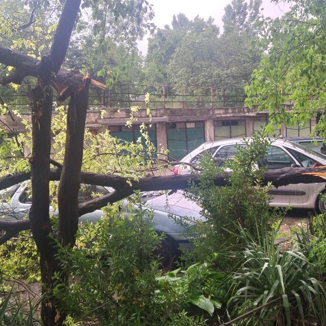 Силна буря събори дървета по улиците на Шумен