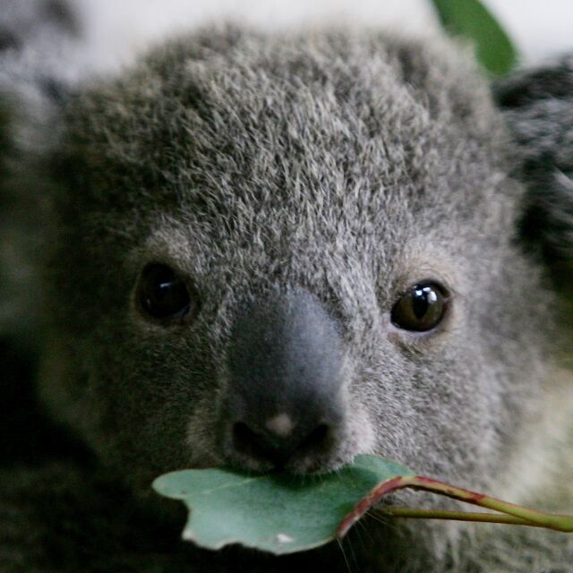 След пожарите в Австралия: коалите са застрашени да изчезнат като вид (ВИДЕО)