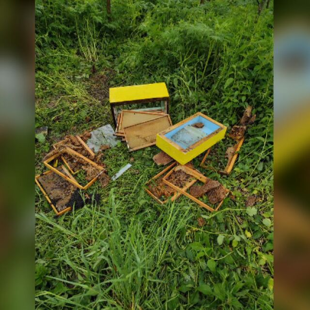 Мечка нападна пчелни кошери в пернишко село 