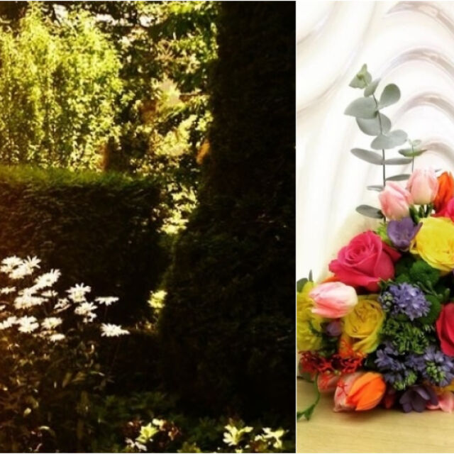 Какви цветя цъфтят в градината на Илиана Раева?