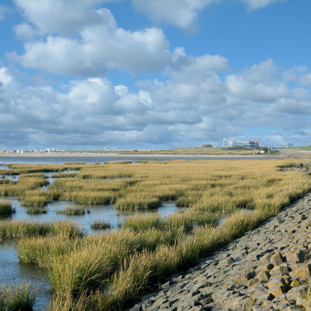 Google отбеляза с дудъл екологичната значимост на Ваденско море 