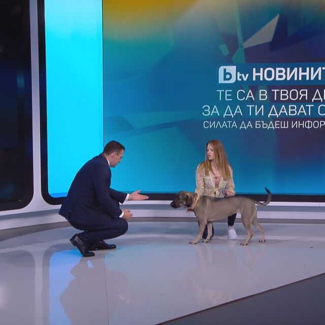 bTV Новините ти дават сила: Среща с Елена Андреева, която дресира кучета и помага на незрящи