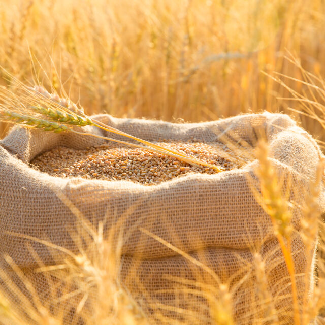 Цените на пшеницата се повишават, заради ракетен удар, заплашващ експорта на Украйна
