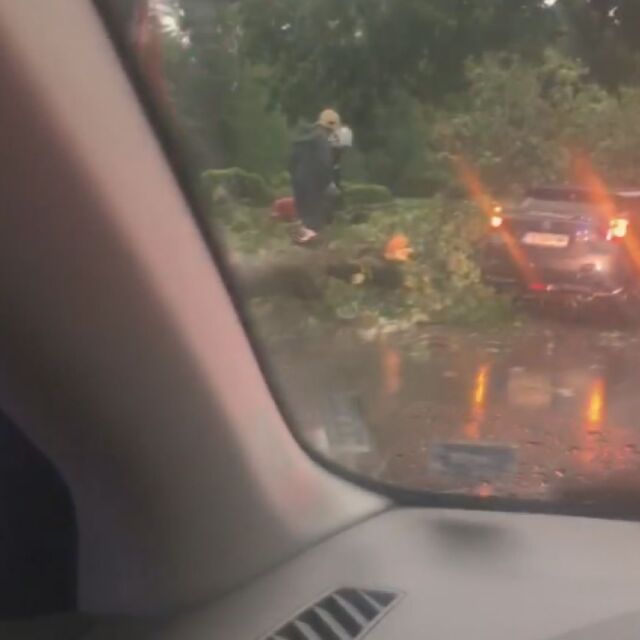 Дърво падна върху кола в София след проливния дъжд (ВИДЕО)