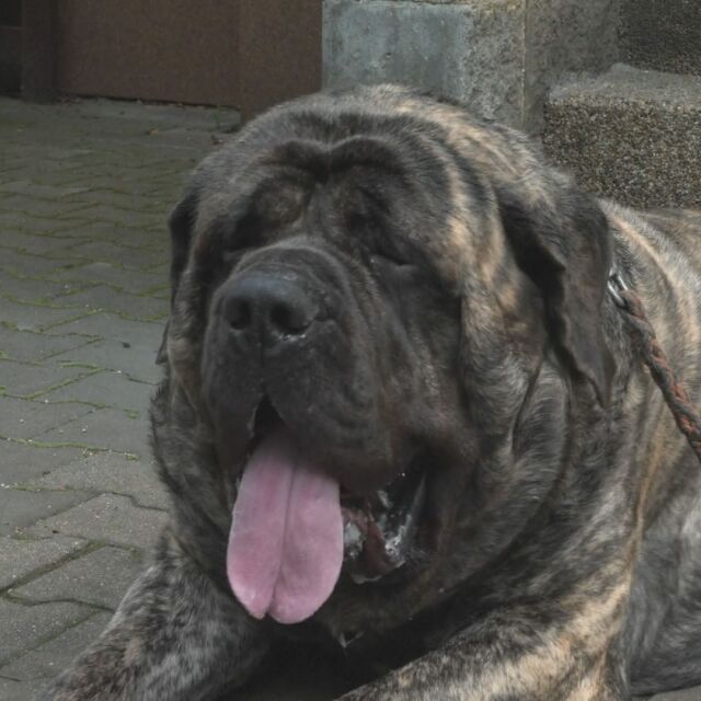 „Тук охранявам аз“: Кое е най-тежкото куче в Чехия (ВИДЕО)