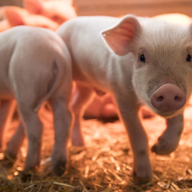 Екогориво от свинска мас: 8800 прасета трябва да умрат за двупосочен полет от Париж до Ню Йорк