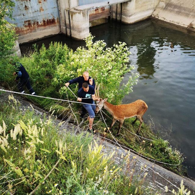 Пожарникари спасиха елен, паднал в канал в Сливенско (СНИМКИ)