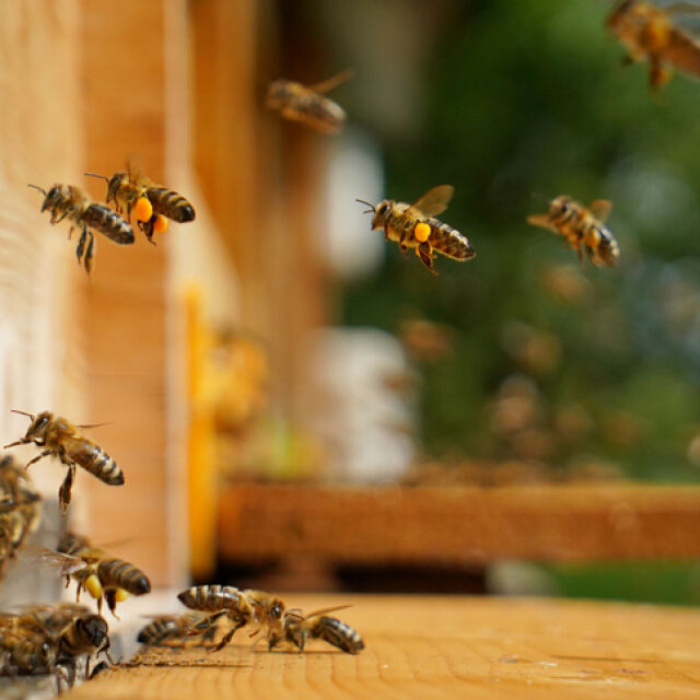  Мъж оцеля по знамение след повече от 250 ужилвания от пчели убийци 