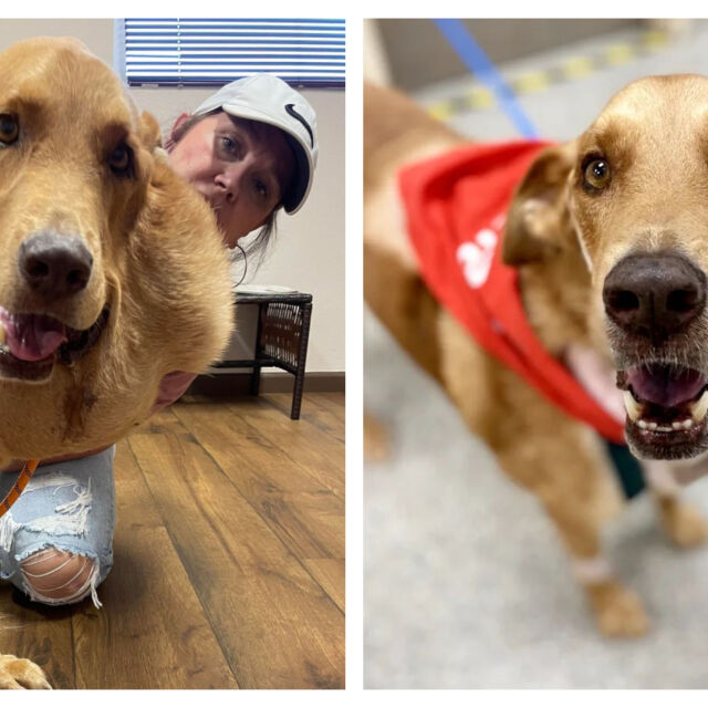 Джейк – кучето с тумор по-голям от главата му, беше оперирано и осиновено