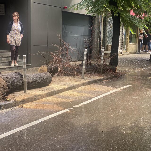 Дърво падна и рани 15-годишно момиче в София (СНИМКИ)