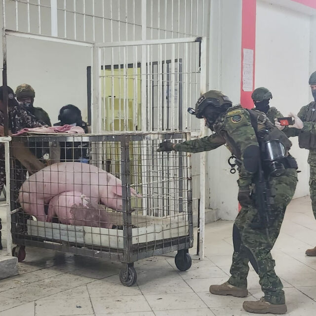Еквадорски военни конфискуваха прасета и бойни петли от строго охраняван затвор